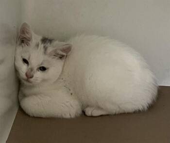 CARRERA -  Domestic Short Hair Cat for Adoption in Boston, Massachusetts - CARRERA | PetCurious