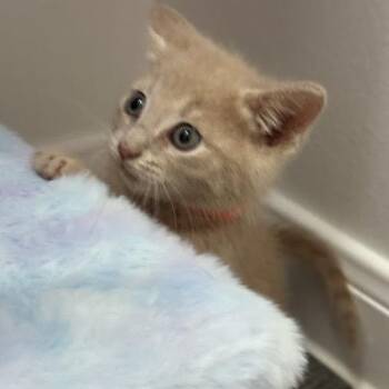 Domestic Short Hair Cats Available for Adoption in Austin, Texas - Kettle 7 | PetCurious