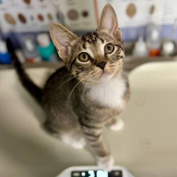 Rescue Domestic Short Hair Cats for Adoption in Kyle, Texas - DEXY | PetCurious