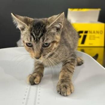 Jellybean -  Domestic Short Hair Cat for Adoption in Livingston, Texas - Jellybean | PetCurious