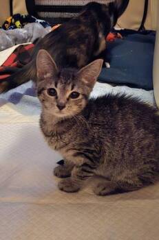 Rosemary -  Domestic Short Hair Cat for Adoption in East Amwell Township, New Jersey - Rosemary | PetCurious