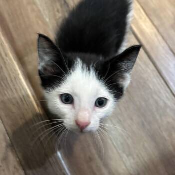 Rescue Domestic Short Hair Cats for Adoption in Morrison, Colorado - Buster Maloney | PetCurious