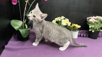 Pip -  Tabby and Domestic Short Hair Cat for Adoption in Fayetteville, Georgia - Pip | PetCurious