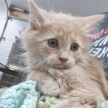 Peanut Butter -  Domestic Long Hair Cat for Adoption in Idaho Falls, Idaho - Peanut Butter | PetCurious