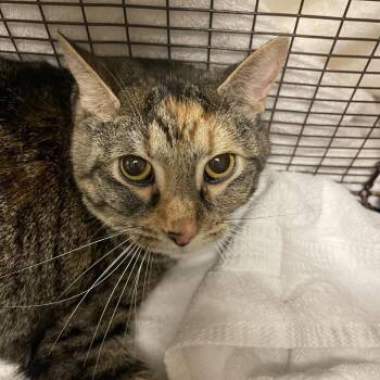 Papaya -  Domestic Short Hair and Mixed Breed Cat for Adoption in Chicago, Illinois - Papaya | PetCurious