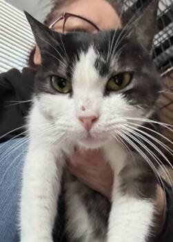 Cherry -  British Shorthair and Domestic Short Hair Cat for Adoption in Brampton, Ontario - Cherry | PetCurious