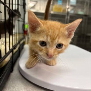Bormir -  Domestic Short Hair Cat for Adoption in Manhattan, Kansas - Bormir | PetCurious