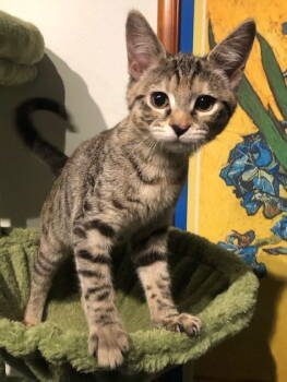 Rescue Domestic Short Hair Cats for Adoption in Nashville, Tennessee - Molly | PetCurious