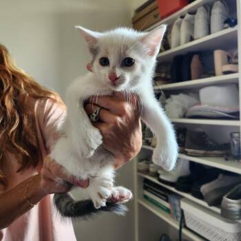Polydactyl 3 -  Maine Coon Cat for Adoption in Spring Hill, Kansas - Polydactyl 3 | PetCurious