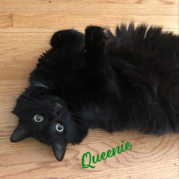 Queenie #lovey-dovey -  Maine Coon and Domestic Long Hair Cat for Adoption in Houston, Texas - Queenie #lovey-dovey | PetCurious