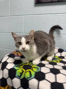 Apple (County farm) -  Domestic Short Hair Cat for Adoption in Johnson City, Tennessee - Apple (County Farm) | PetCurious