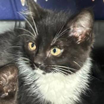 11B BJ Blazkowicz Roswell -  Domestic Short Hair Cat for Adoption in Denver, Colorado - 11B BJ Blazkowicz Roswell | PetCurious