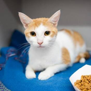 Daisy -  Domestic Short Hair Cat for Adoption in Atlanta, Georgia - Daisy | PetCurious
