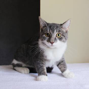 Flash -  Domestic Short Hair Cat for Adoption in Wayne, New Jersey - Flash | PetCurious