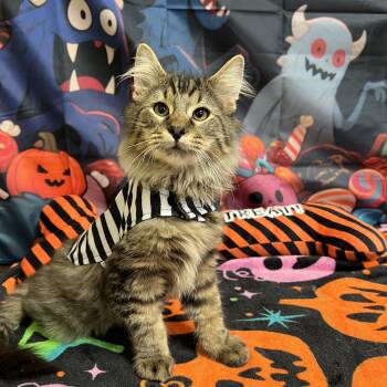 Beetlejuice - NO FEE (Sponsored by a citizen) -  Domestic Long Hair Cat for Adoption in Fairmont, Minnesota - Beetlejuice - NO FEE (Sponsored By A Citizen) | PetCurious
