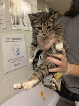 Rescue Domestic Short Hair Cats for Adoption in Cincinnati, Ohio - Titania | PetCurious