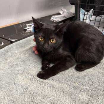 Dolly -  Domestic Short Hair Cat for Adoption in Spokane, Washington - Dolly | PetCurious