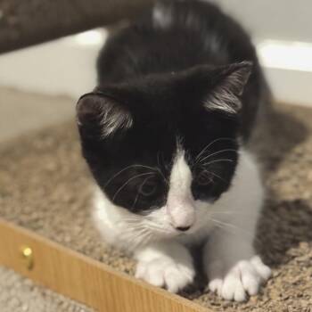 Maple -  Domestic Short Hair Cat for Adoption in Granville, Ohio - Maple | PetCurious