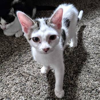 Aspen -  Domestic Short Hair Cat for Adoption in Wilsonville, Oregon - Aspen | PetCurious