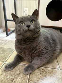Fred -  Domestic Short Hair Cat for Adoption in Ona, West Virginia - Fred | PetCurious
