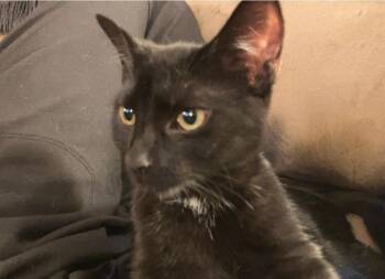Rescue Domestic Short Hair Cats for Adoption in Reeseville, Wisconsin - Vivian | PetCurious