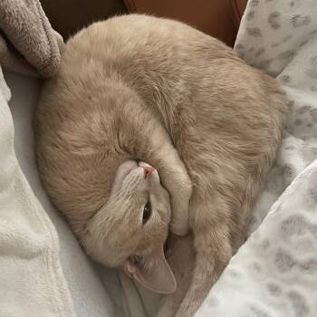 Domestic Short Hair Cats Available for Adoption in Rochester, Minnesota - Nala | PetCurious