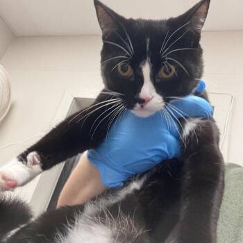 Felix -  Domestic Short Hair Cat for Adoption in Columbiana, Alabama - Felix | PetCurious
