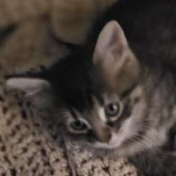 Extra Toes Cat Hemingway Polydactyl and Domestic Medium Hair Cats Available for Adoption in Liverpool, Texas - Polly | PetCurious