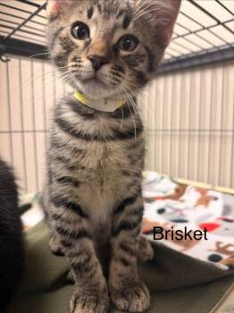Domestic Short Hair Cats Available for Adoption in Blountville, Tennessee - Brisket | PetCurious