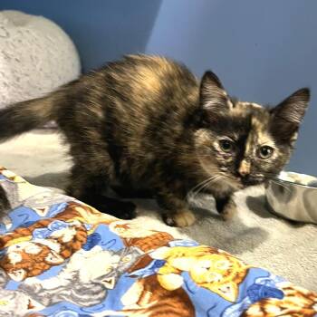 Domestic Short Hair Cats Available for Adoption in Cheyenne, Wyoming - Neptune | PetCurious