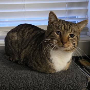 Mr. Socks -  Domestic Short Hair Cat for Adoption in Granville, Ohio - Mr. Socks | PetCurious