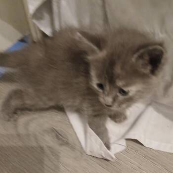 Lena -  Domestic Medium Hair Cat for Adoption in Wadena, Minnesota - Lena | PetCurious
