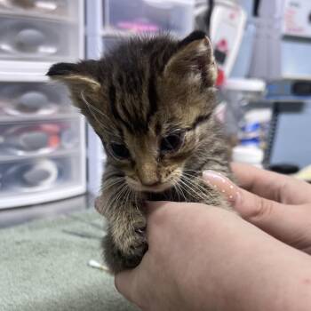 Peter Pan -  Domestic Short Hair Cat for Adoption in Ridgely, Maryland - Peter Pan | PetCurious