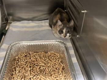 BELLA -  Domestic Short Hair Cat for Adoption in Auburn, California - BELLA | PetCurious