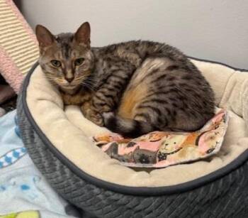 Bengal Cats Available for Adoption - Misty May | PetCurious