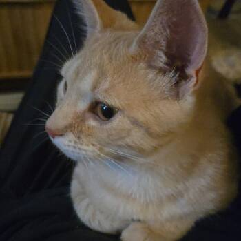 Amber -  Domestic Short Hair Cat for Adoption in Chicago, Illinois - Amber | PetCurious