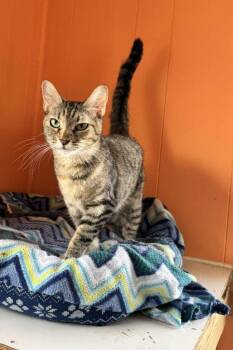 Angel -  Domestic Short Hair Cat for Adoption in Ogden, Utah - Angel | PetCurious