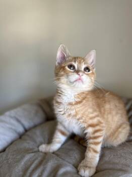 Calavera -  Domestic Short Hair Cat for Adoption in Chicago, Illinois - Calavera | PetCurious