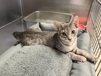 Tesla -  Domestic Short Hair Cat for Adoption in Wantagh, New York - Tesla | PetCurious