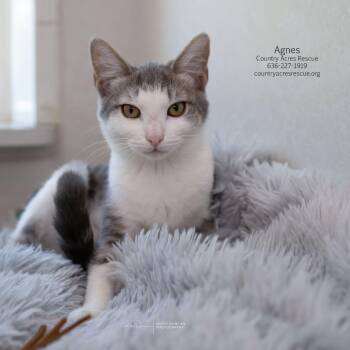 Agnes -  Domestic Short Hair Cat for Adoption in Ballwin, Missouri - Agnes | PetCurious