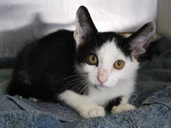 REBECCA -  Domestic Short Hair Cat for Adoption in Tallahassee, Florida - REBECCA | PetCurious