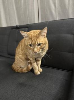 Rescue Domestic Short Hair Cats for Adoption in Liverpool, Texas - Panzas | PetCurious