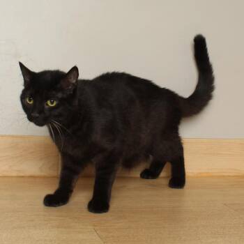 Lucy C69445 -  Domestic Short Hair Cat for Adoption in Minnetonka, Minnesota - Lucy C69445 | PetCurious
