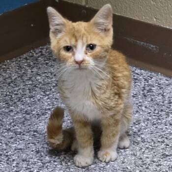 Silly Goose -  Domestic Short Hair Cat for Adoption in Cheyenne, Wyoming - Silly Goose | PetCurious
