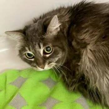 Rescue Tabby Cats for Adoption in Green Valley, Arizona - Lucy | PetCurious