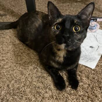 Domestic Short Hair Cats Available for Adoption in Midland, Texas - Phoenix | PetCurious