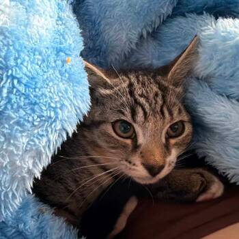 Asiago -  Domestic Short Hair Cat for Adoption in Ephrata, Pennsylvania - Asiago | PetCurious