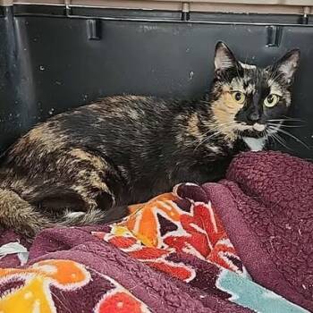 Rescue Domestic Short Hair Cats for Adoption in Nampa, Idaho - Jazzy | PetCurious