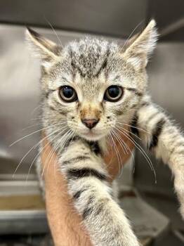 Hamburglar -  Domestic Short Hair Cat for Adoption in Wichita, Kansas - Hamburglar | PetCurious