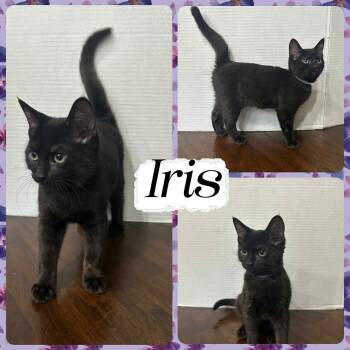 Rescue Domestic Short Hair Cats for Adoption in Mansfield, Texas - Iris | PetCurious